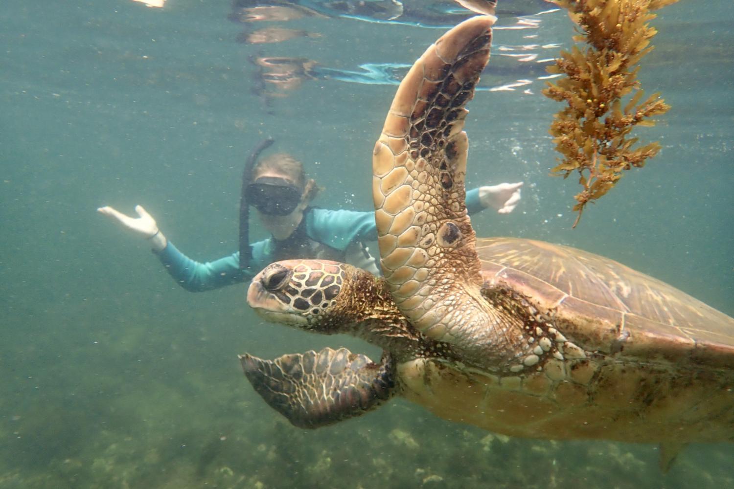 一名<a href='http://axor.ngskmc-eis.net'>博彩网址大全</a>学生在Galápagos群岛游学途中与一只巨龟游泳.